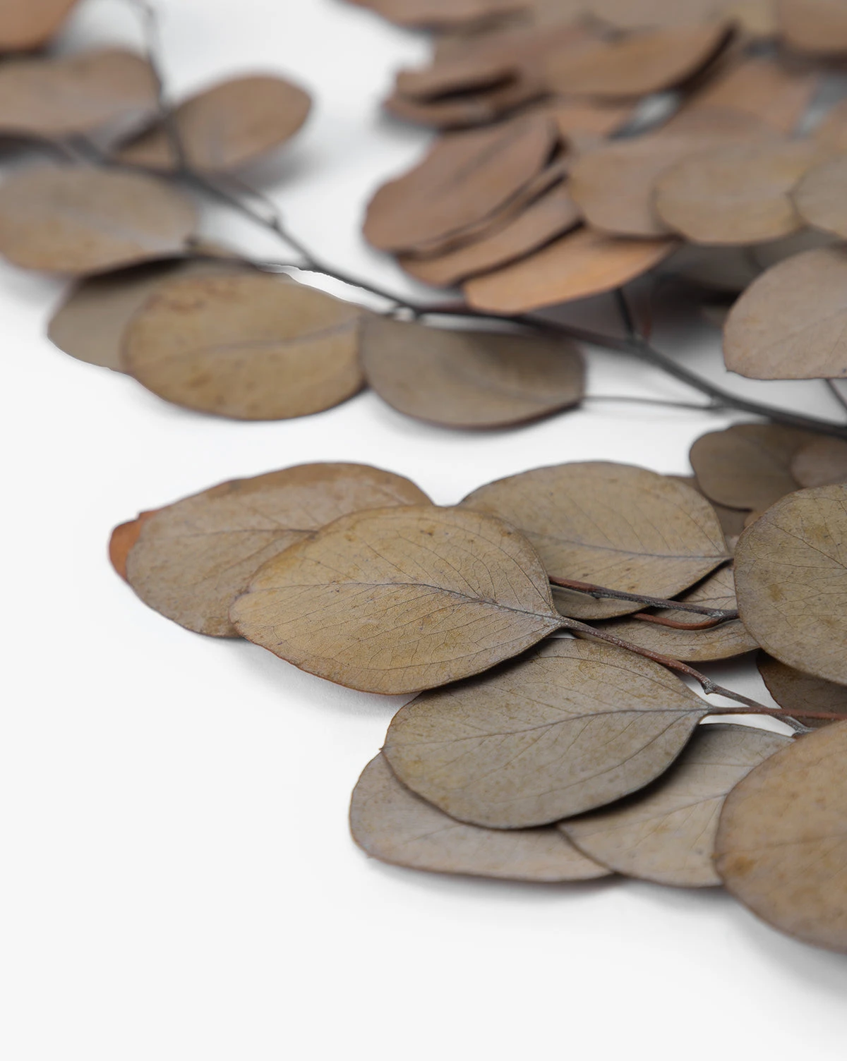 Dried Natural Eucalyptus - Image 2