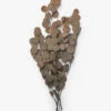 Dried Natural Eucalyptus