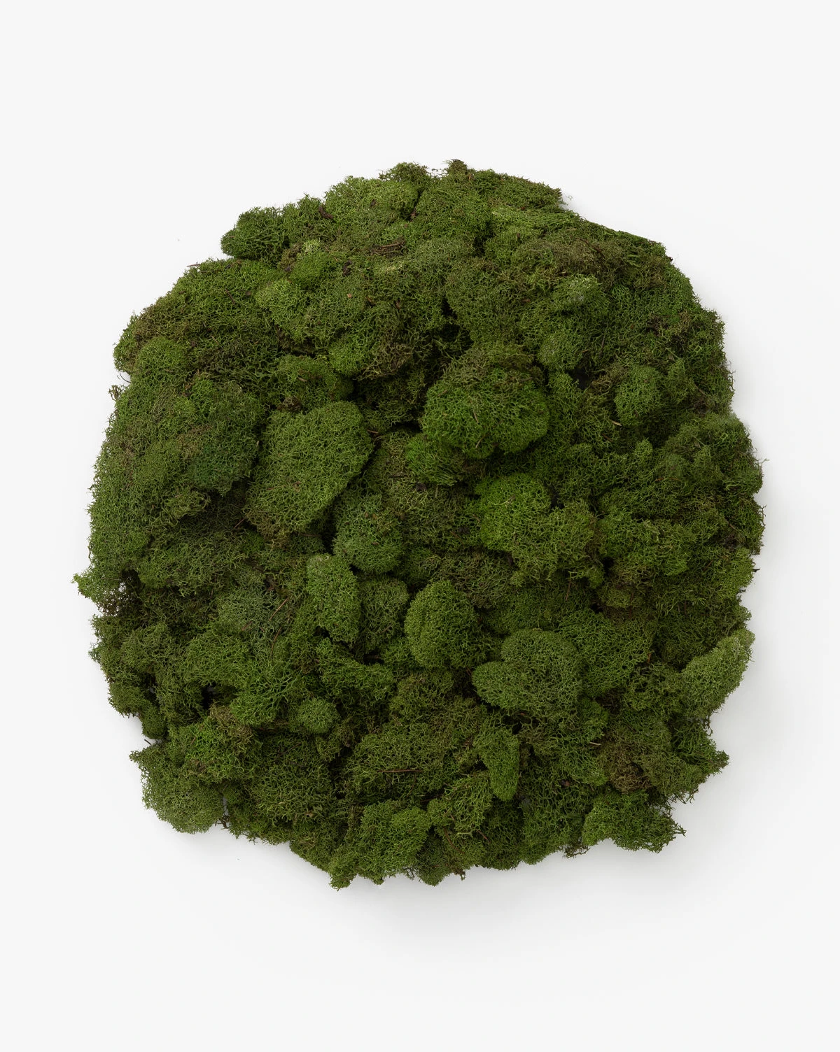 Dried Reindeer Moss - Image 3