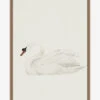 Neutral Swan